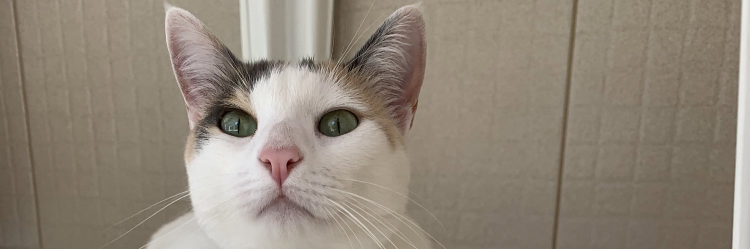 queAmandas's profile banner image