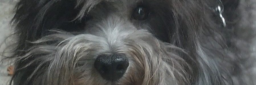 #PROYECTOMACRI #ÑOÑAREPUBLICANA banner