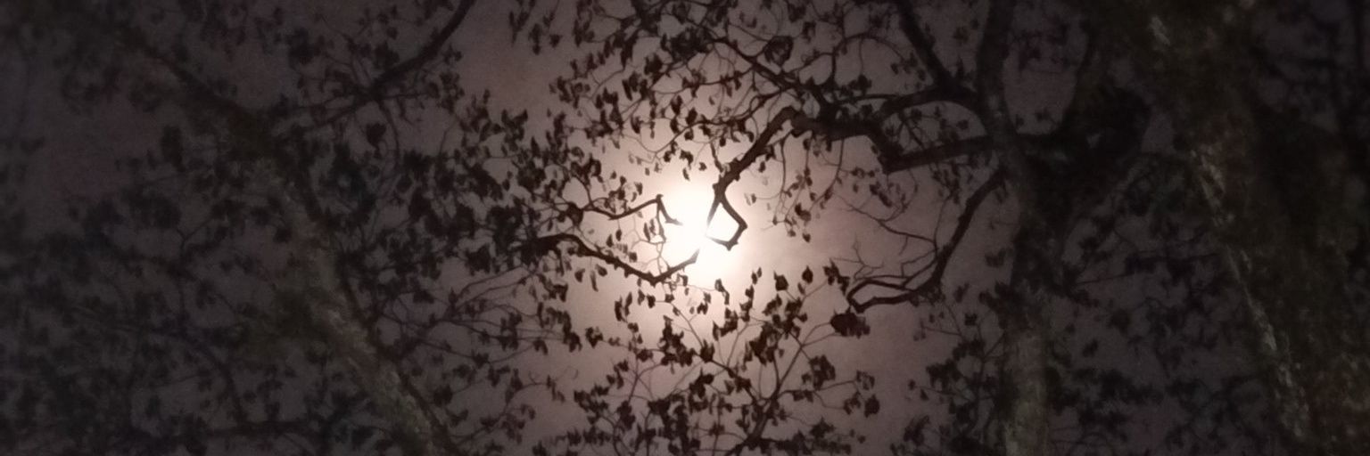 mer ࣪˖ ִֶཐི༏ཋྀ󠀮 banner