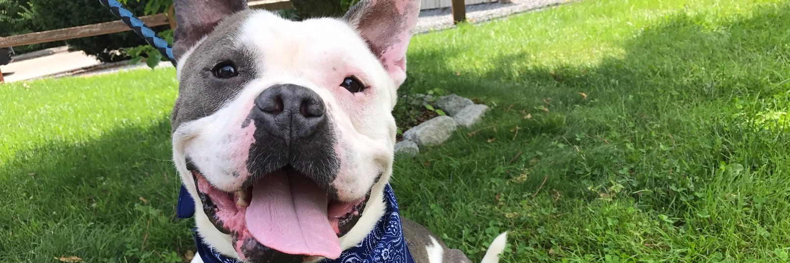 Rhode Island SPCA banner