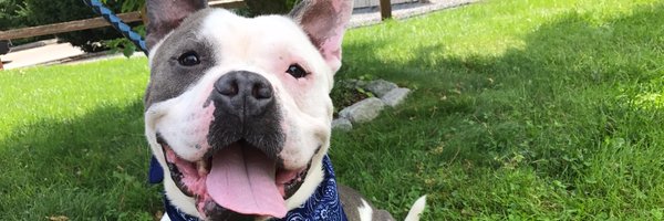 RISPCA Profile Banner