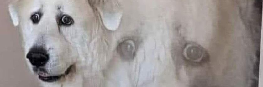 non🤡 banner