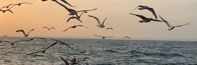 Кава на Місяці 🎇 🇺🇦 joker out 🃏 banner