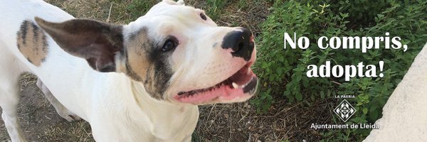 caaclleida Profile Banner