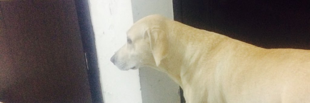 krish_mehr's profile banner image
