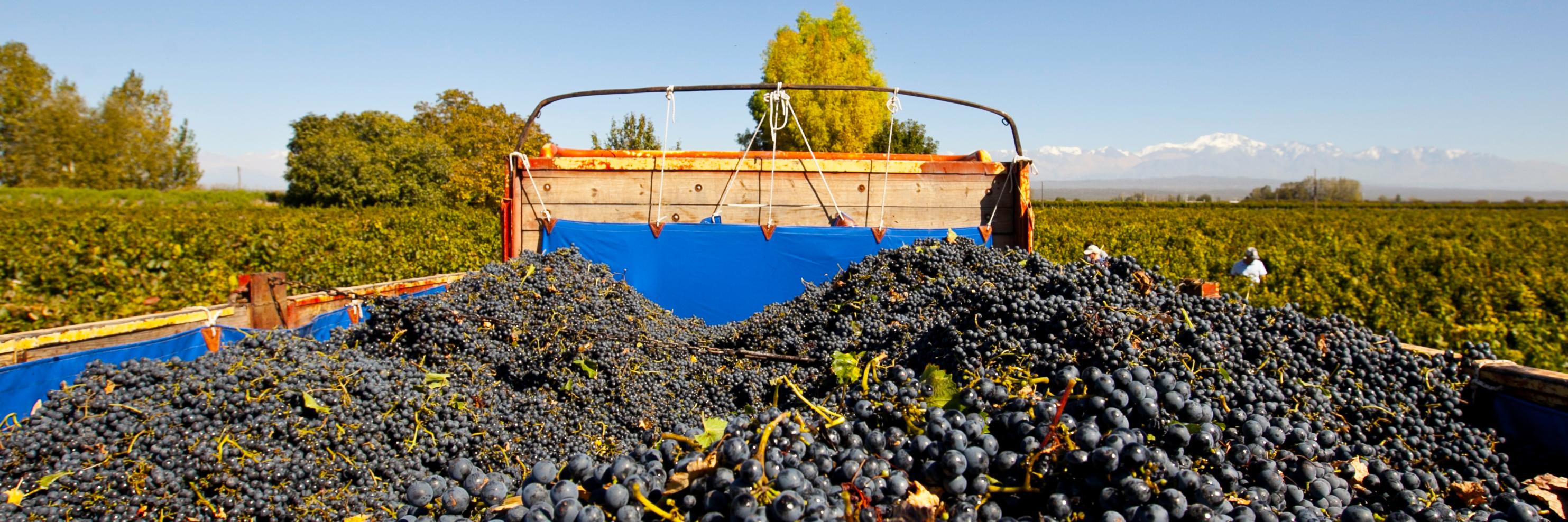 Advintage Dist. SC banner