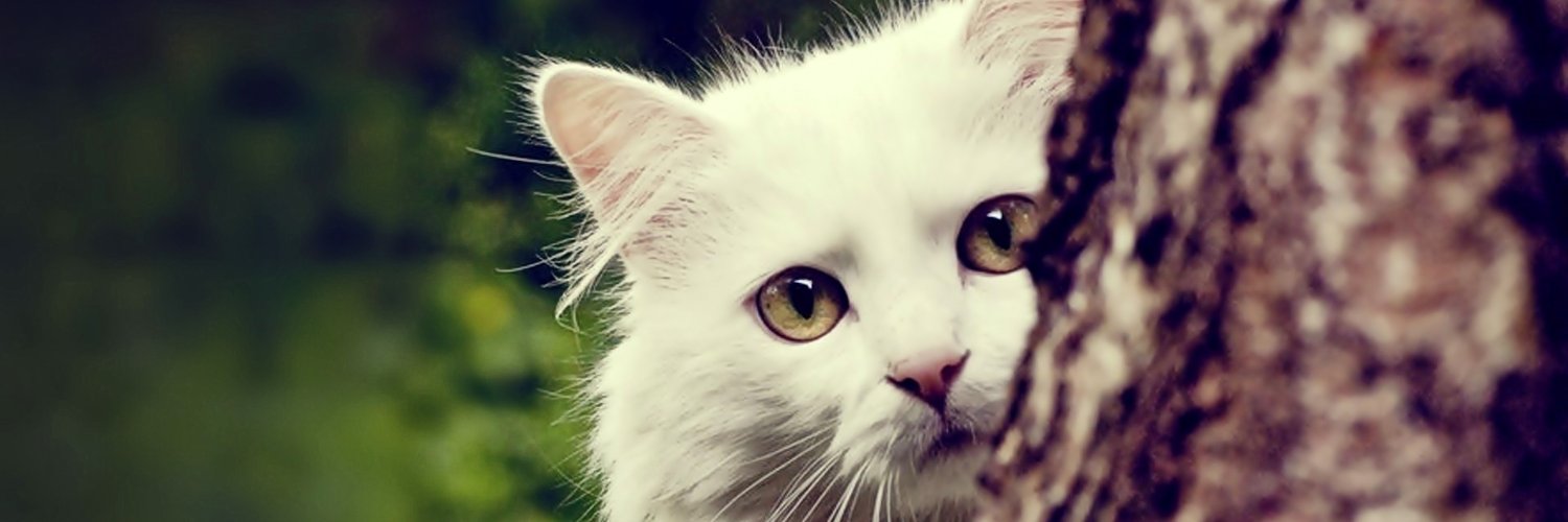 Melao de Limón banner