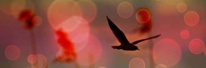 C@CHIS💋's banner