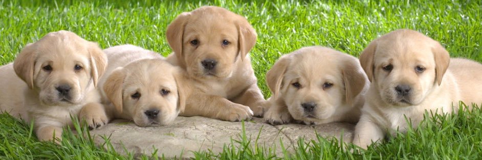 D O G S banner