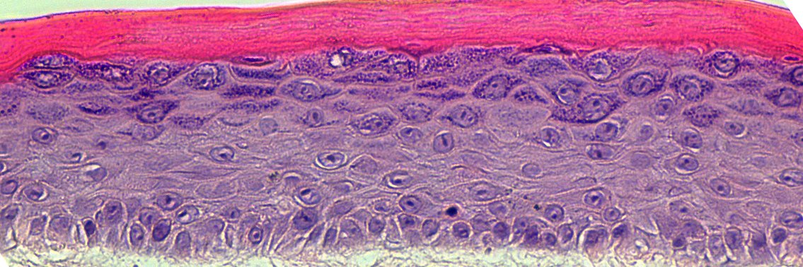 Simpson Lab @UWMedicine banner