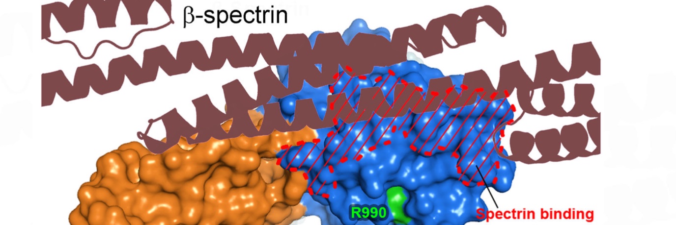 The Sakima Smith Lab banner