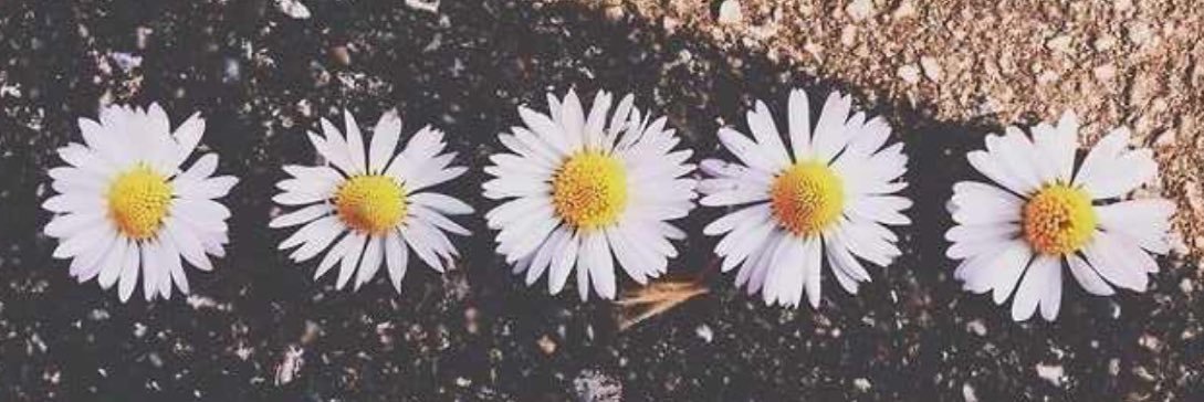 _michellllex's profile banner image
