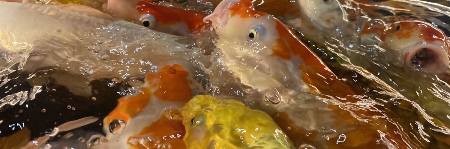 Quangbetta's profile banner image