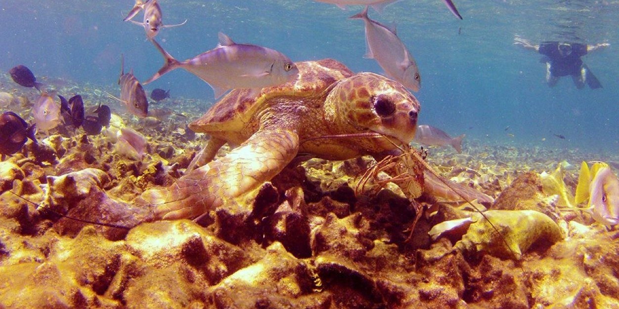 BelizeProDive's profile banner image