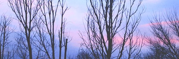 Intransigeniall's profile banner image