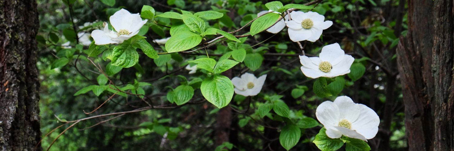 Jessica Piffero banner