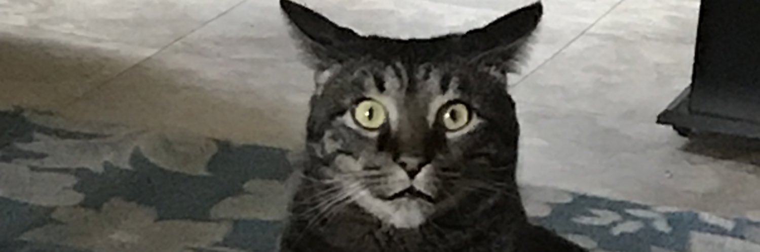 vixensly's profile banner image