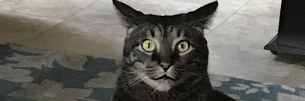 vixensly Profile Banner