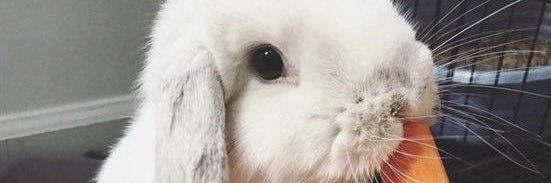 qtkittyyeet's profile banner image