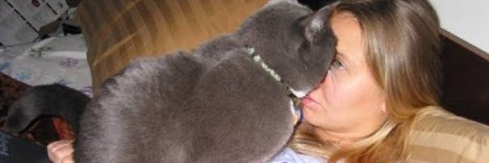 katzenhell's profile banner image