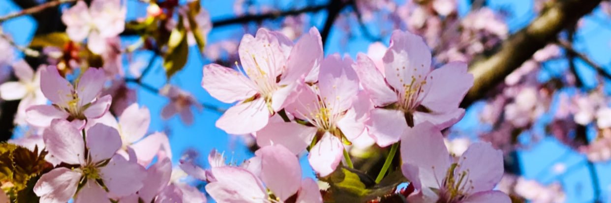 TAlagirova's profile banner image