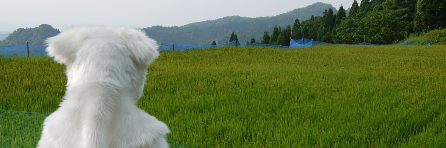 doly's profile banner image
