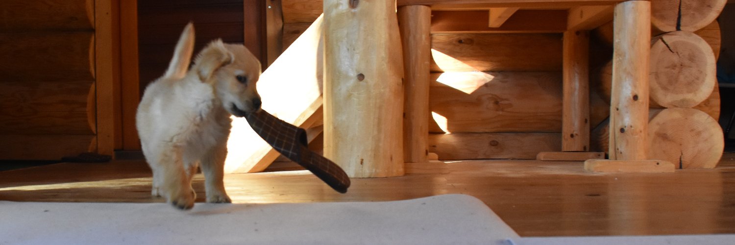 Pinot the Highlander banner