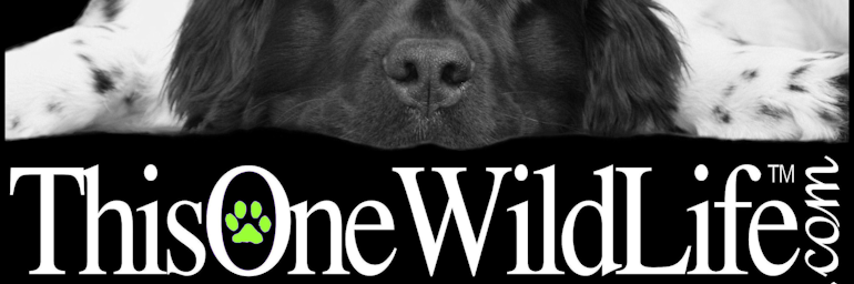 ThisOneWildLife's profile banner image