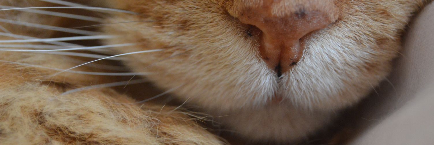 DronseckAgus's profile banner image