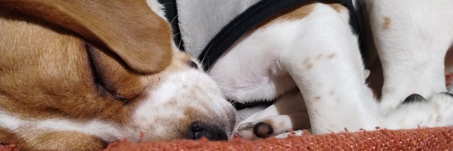 pedrobordoli's profile banner image