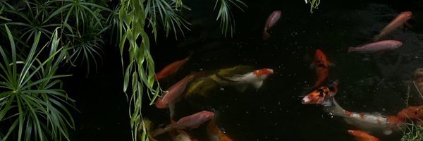 shulin_tian Profile Banner