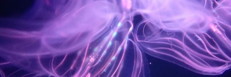 V. Rezz 👾 banner