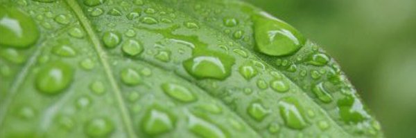 NAl1_Hashim1 Profile Banner