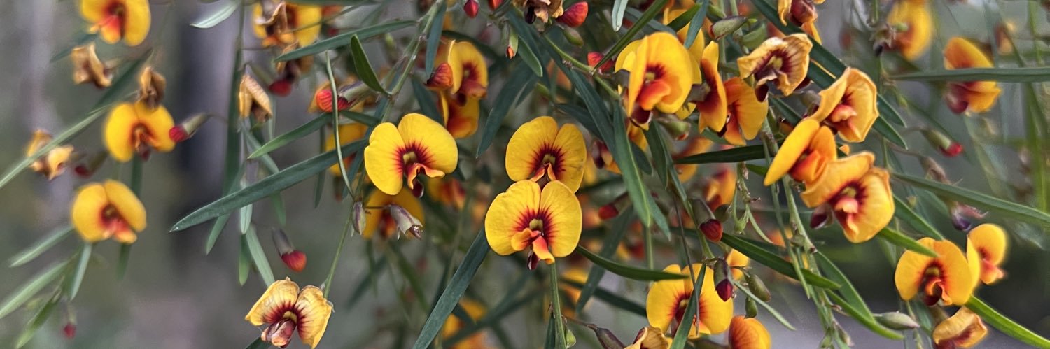 𝙹.𝚂. 𝙿𝚘𝚗𝚝𝚒𝚏𝚎𝚡 banner