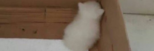 cats with powerful aura's banner