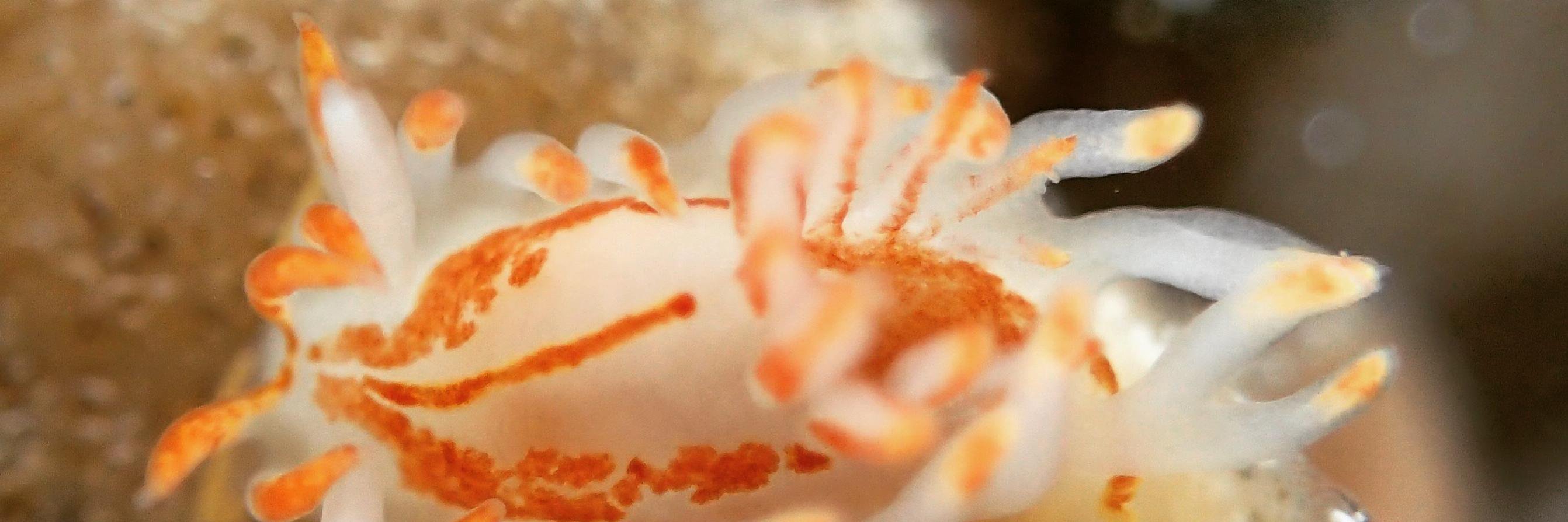 Rita Adele Steyn banner