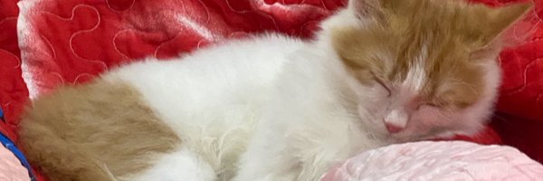 jasminelsayeddd Profile Banner