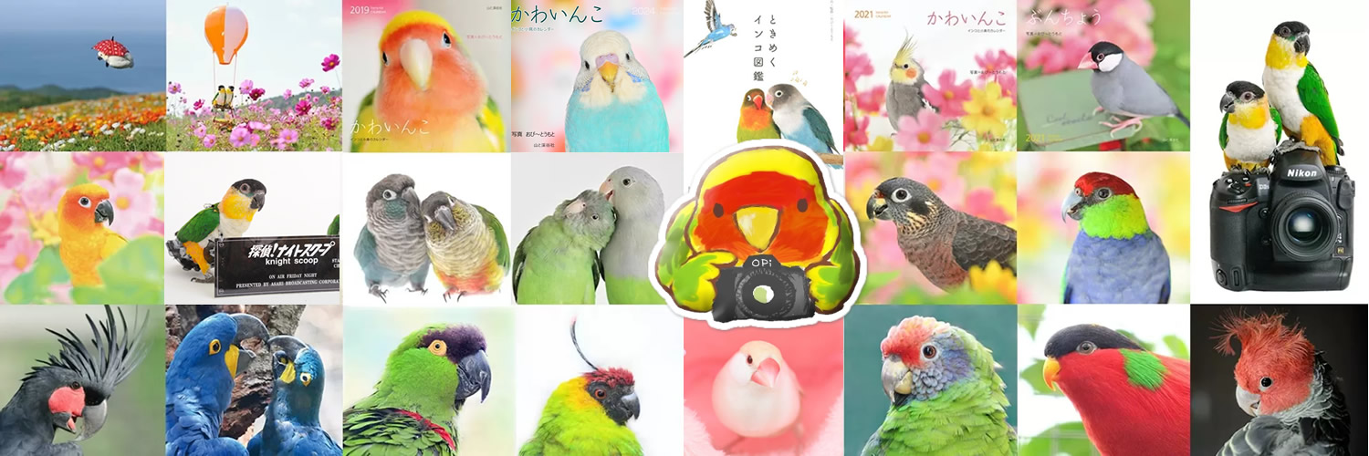 OPi.Toumoto📷🐦 banner