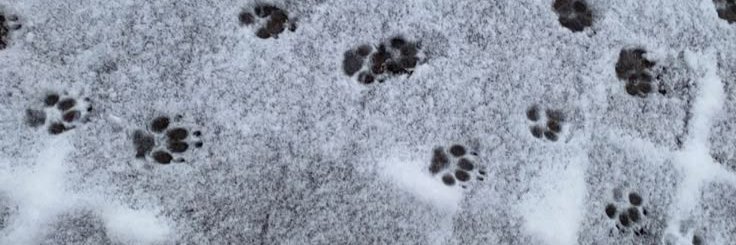cyaSol_'s profile banner image