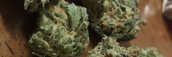 dojabratxxx Profile Banner