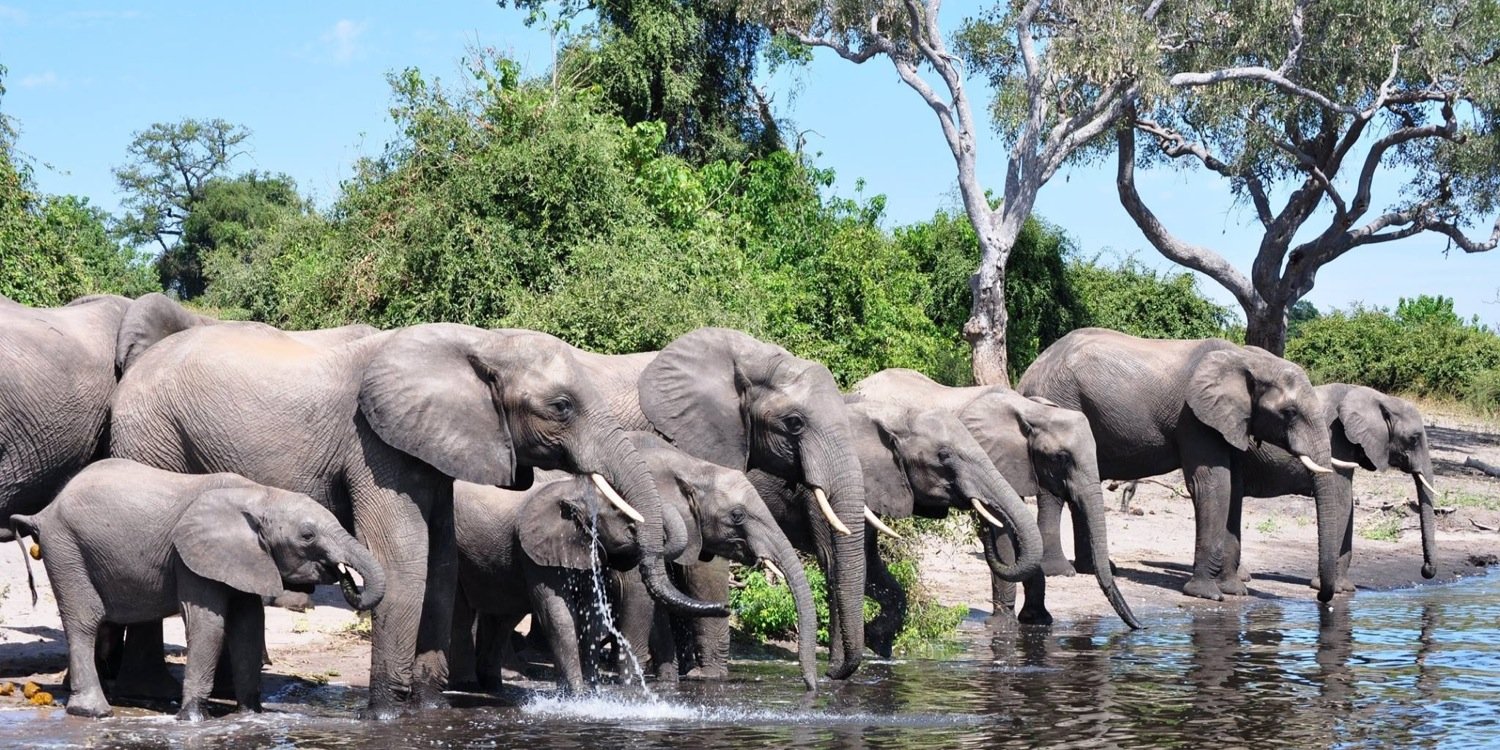 tembeelephant's profile banner image