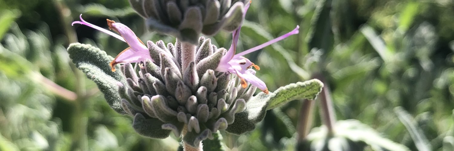 💧Jane Alcorn 🍃💐🌳 banner