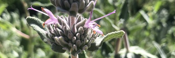 JaneAlcorn Profile Banner