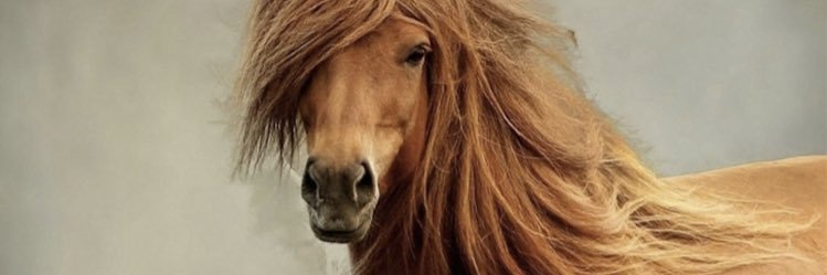 puledra69's profile banner image