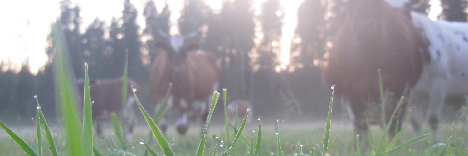 anuartjoki's profile banner image