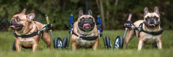 WalkinPets Profile Banner