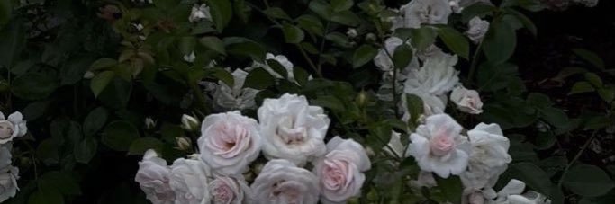 7wzwv's profile banner image