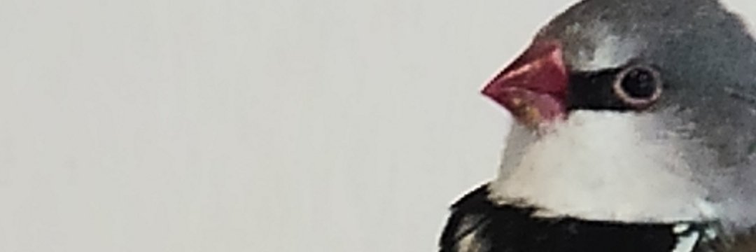 Keith（特別展「鳥」公式トリバサダー）'s banner