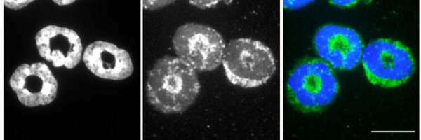 lab_arnold Profile Banner