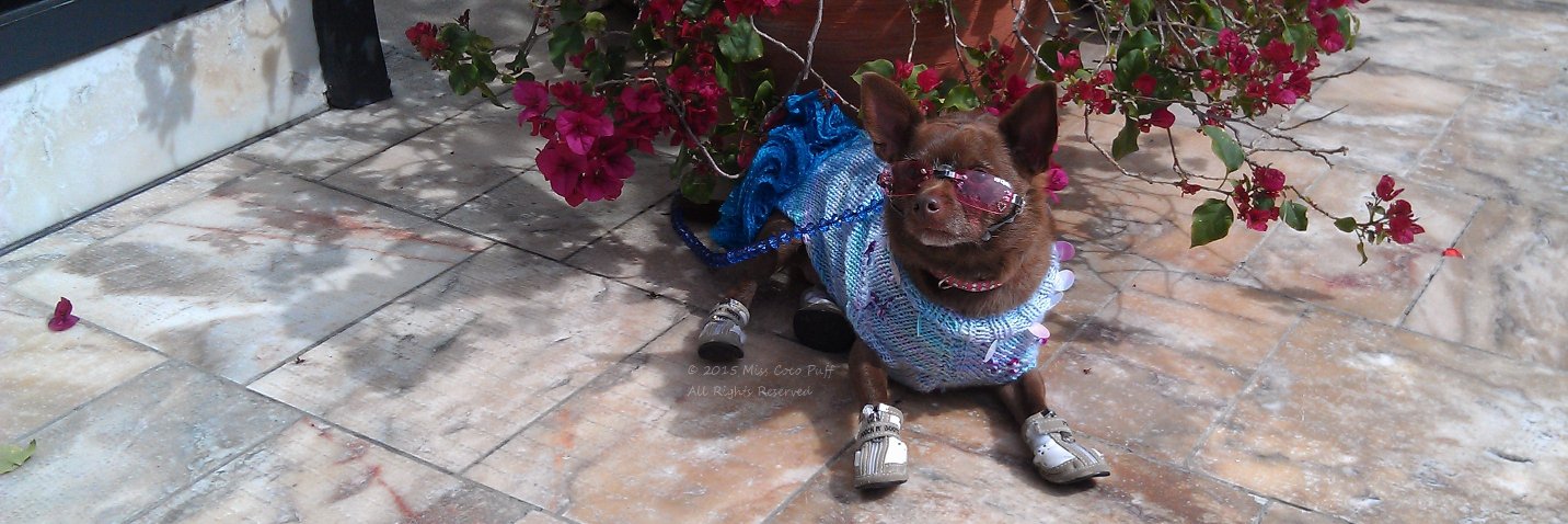 Coco Puff banner